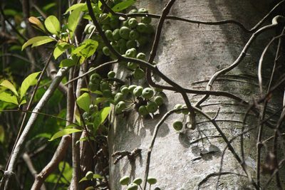 Ficus variegata, photographed by Carrie Seltzer