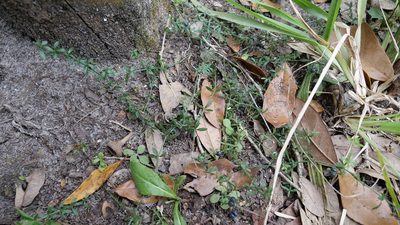 Trichogalium bermudense, photographed by Valerie Anderson
