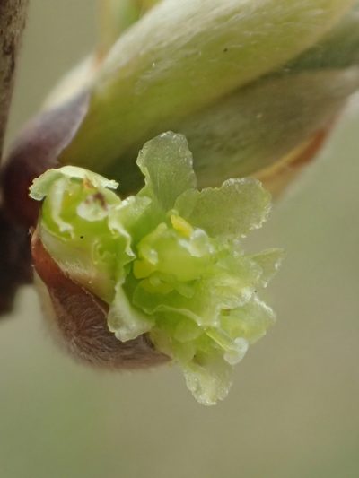 Lindera glauca, photographed by 葉子