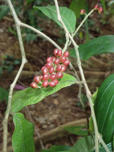 Antidesma velutinosum, photographed by Franz Anthony