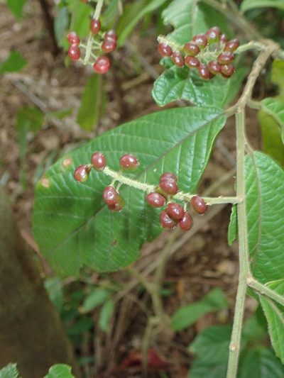 Antidesma velutinosum, photographed by Franz Anthony