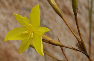 Bobartia paniculata, photographed by Nicola van Berkel