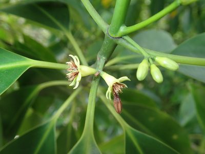 Bruguiera cylindrica, photographed by Franz Anthony