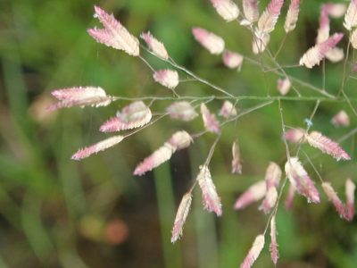Eragrostis unioloides, photographed by Franz Anthony