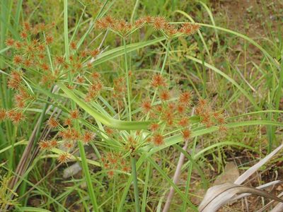 Cyperus compactus, photographed by Franz Anthony