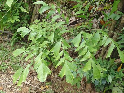 Caryota mitis, photographed by Franz Anthony