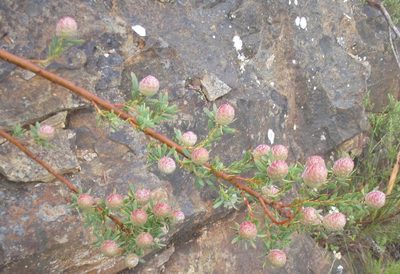 Leucadendron rourkei, photographed by Nicola van Berkel