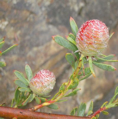 Leucadendron rourkei, photographed by Nicola van Berkel