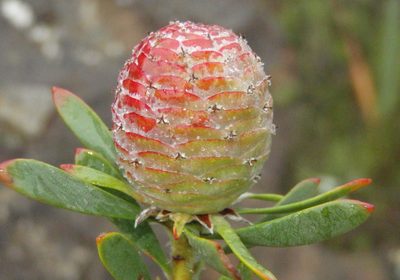 Leucadendron rourkei, photographed by Nicola van Berkel