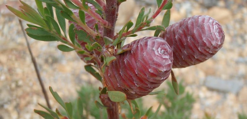 Leucadendron rourkei, photographed by Nicola van Berkel