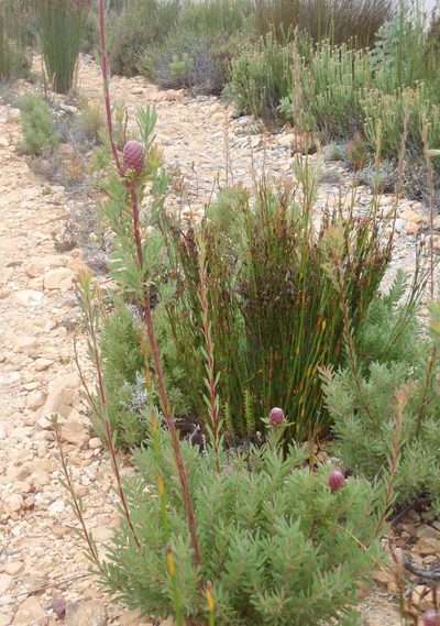 Leucadendron rourkei, photographed by Nicola van Berkel