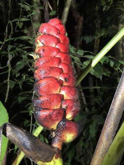 Heliconia imbricata, photographed by Dan MacNeal