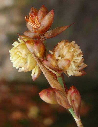 Mastersiella purpurea, photographed by Nicola van Berkel