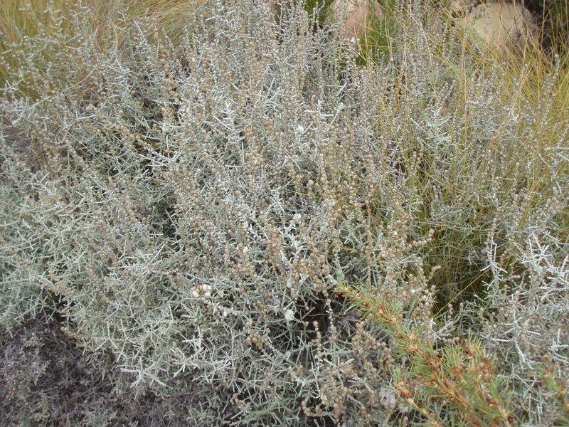 Stoebe burchellii, photographed by Nicola van Berkel
