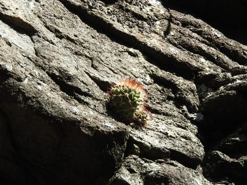 Mammillaria rhodantha, photographed by Oscar Alejandro Morales Juárez