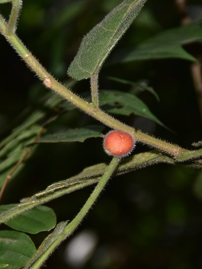 Ficus aurata, photographed by Nasser Halaweh