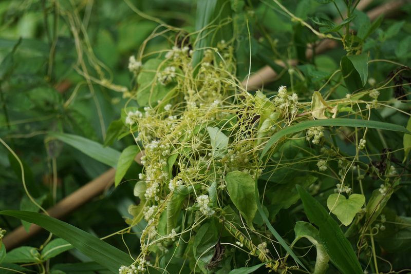 Cuscuta australis, photographed by Carrie Seltzer