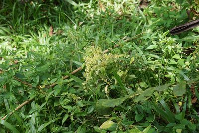 Cuscuta australis, photographed by Carrie Seltzer