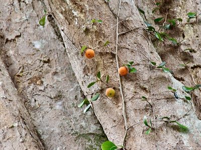 Ficus punctata, photographed by Nasser Halaweh
