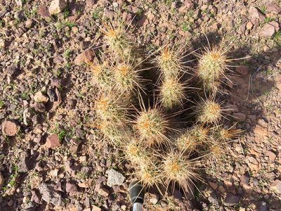 Echinocereus engelmannii, photographed by CK2AZ