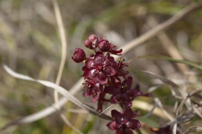 Veratrum formosanum, photographed by Cheng-Tao Lin