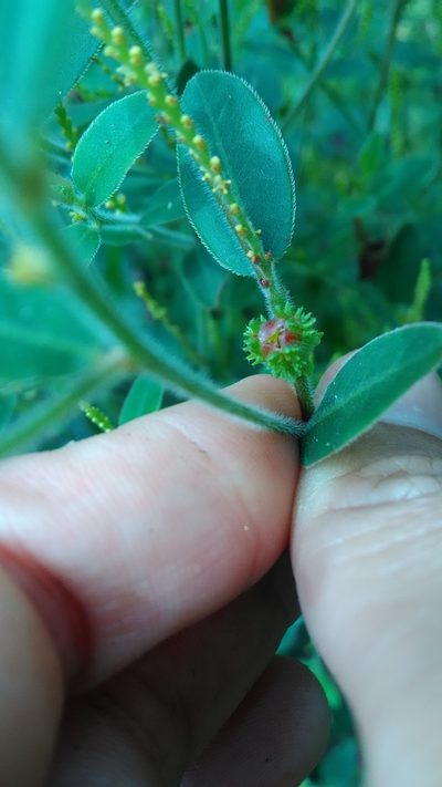 Microstachys serrulata, photographed by Márcia Martins