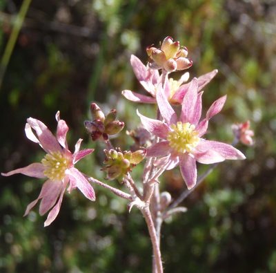 Knowltonia filia, photographed by Nicola van Berkel