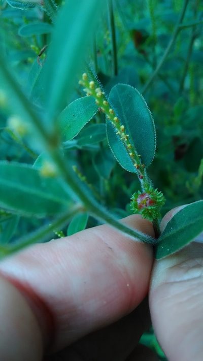 Microstachys serrulata, photographed by Márcia Martins
