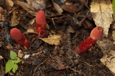 Balanophora laxiflora, photographed by Cheng-Tao Lin