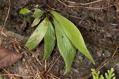 Antrophyum obovatum, photographed by Cheng-Tao Lin