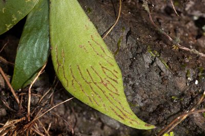Antrophyum obovatum, photographed by Cheng-Tao Lin