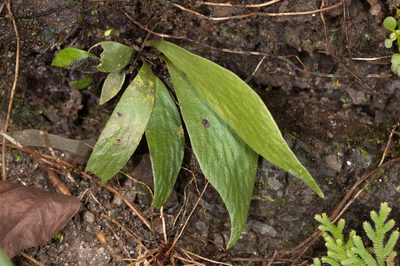 Antrophyum obovatum, photographed by Cheng-Tao Lin