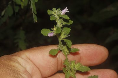 Capraria frutescens, photographed by Juan Cruzado Cortés
