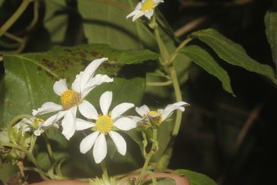 Montanoa atriplicifolia, photographed by Juan Cruzado Cortés