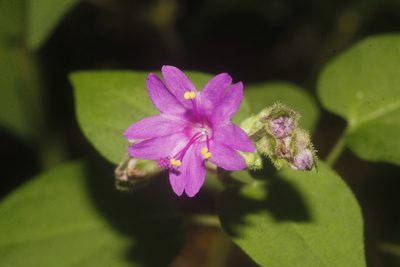Mirabilis violacea, photographed by Juan Cruzado Cortés