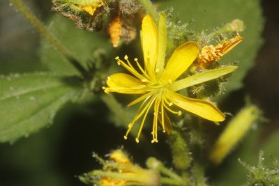 Triumfetta semitriloba, photographed by Juan Cruzado Cortés