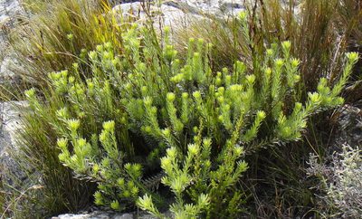 Leucadendron singulare, photographed by Nicola van Berkel