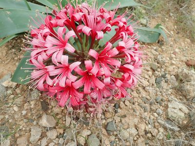 Ammocharis coranica, photographed by Peter Warren