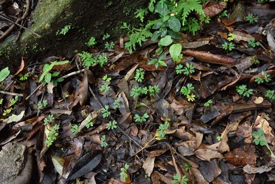 Engelhardia roxburghiana, photographed by 國立臺灣博物館