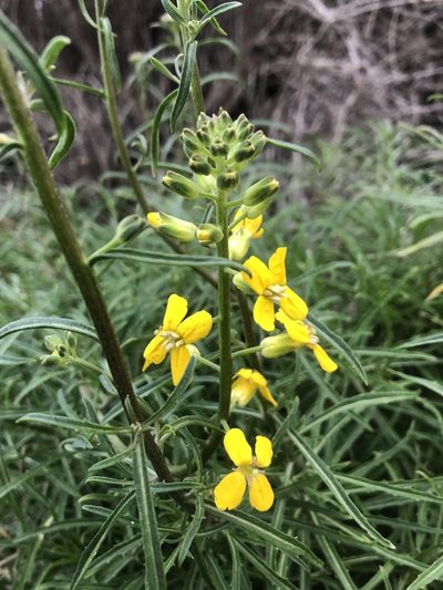 Erysimum suffrutescens, photographed by paulexcoff