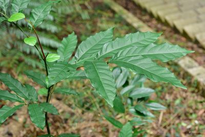 Engelhardia roxburghiana, photographed by 國立臺灣博物館