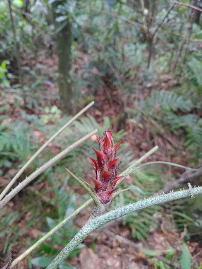 Acanthostachys strobilacea, photographed by Márcia Martins