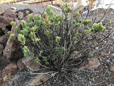 Dubautia menziesii, photographed by Jonathan Kade