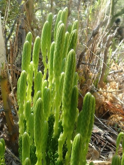 Austrolycopodium magellanicum, photographed by Nolan Exe