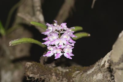 Aerides maculosa, photographed by S.MORE