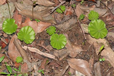 Nervilia simplex, photographed by S.MORE