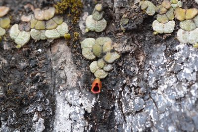 Porpax reticulata, photographed by S.MORE