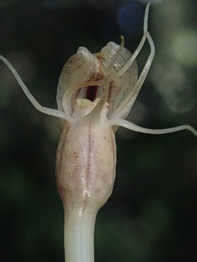 Arachnitis uniflora, photographed by Nolan Exe