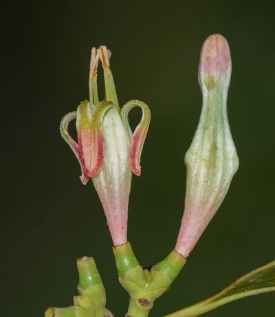 Macrosolen capitellatus, photographed by S.MORE