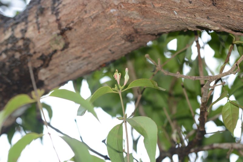 Macrosolen capitellatus, photographed by S.MORE
